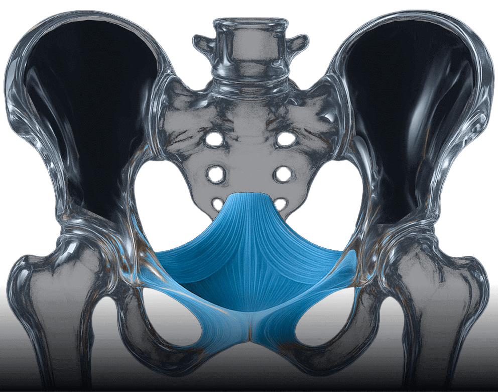 Beckenknochen Mit Beckenbodenmuskulatur In Blau