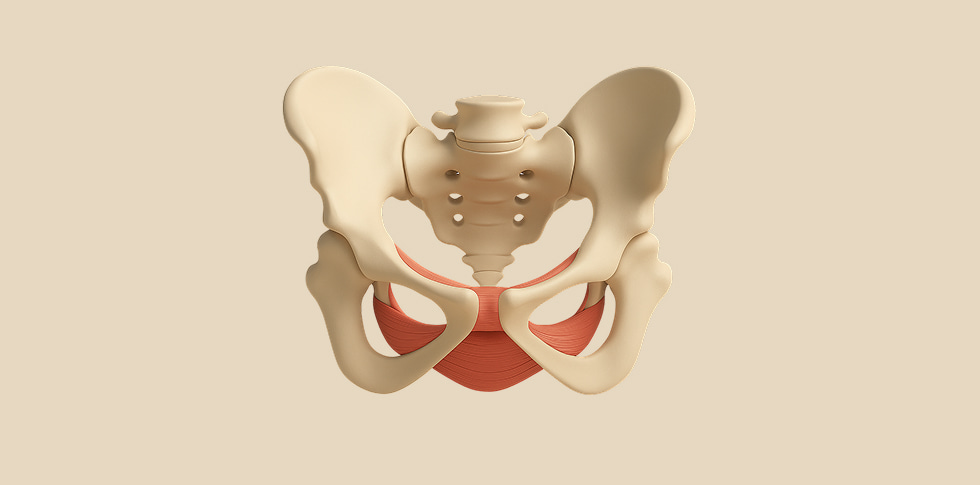 Beckenmodell Mit Rot Hervorgehobener Beckenbodenmuskulatur